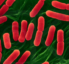 bacterias de carne