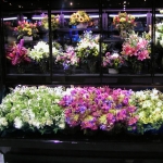 vitrinas exhibidores de flores