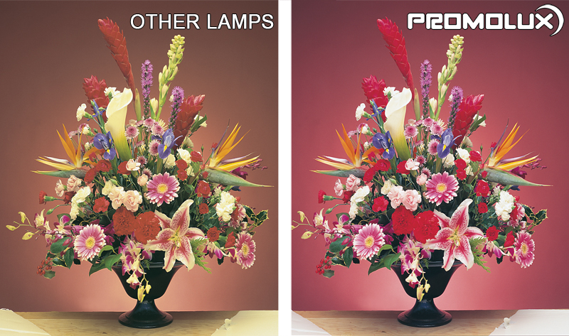 Floral-Side-by-Side-Comparison-2