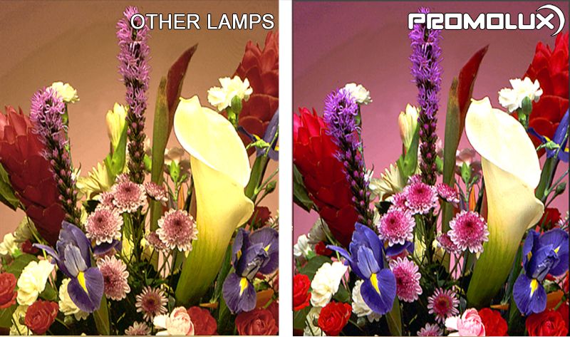 Floral-Side-by-Side-Comparison-3