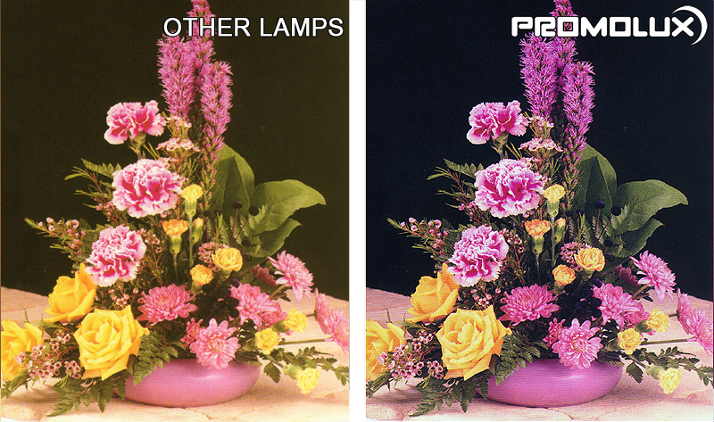Floral-Side-by-Side-Comparison-5